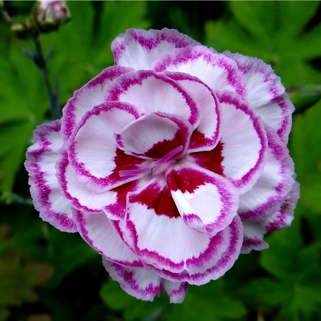 Feder-Nelke Moulin Rouge - Dianthus plumarius