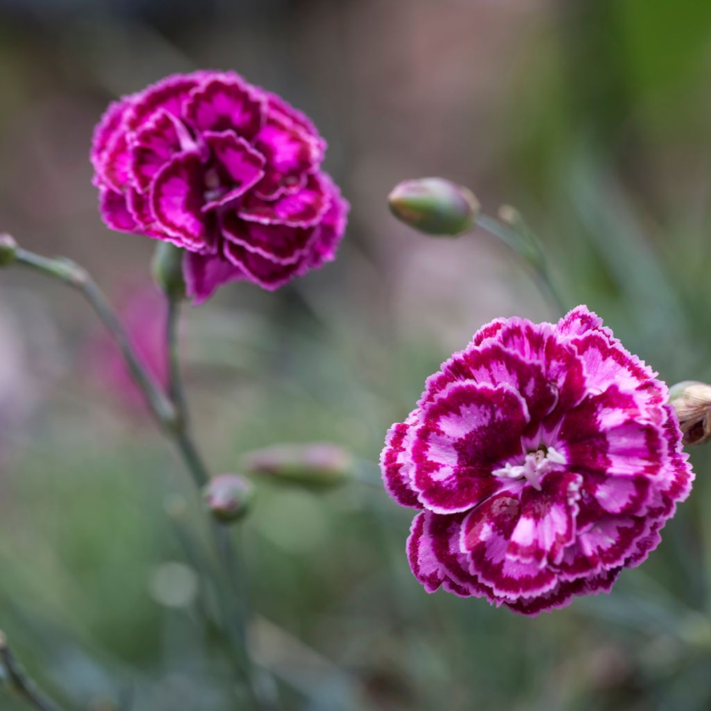 Feder-Nelke Moulin Rouge - Dianthus plumarius