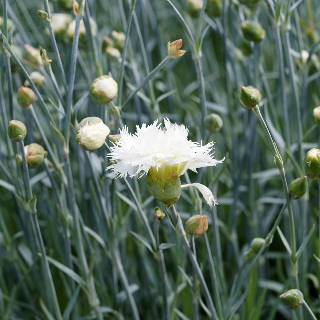 Feder-Nelke Mrs Sinkins - Dianthus plumarius