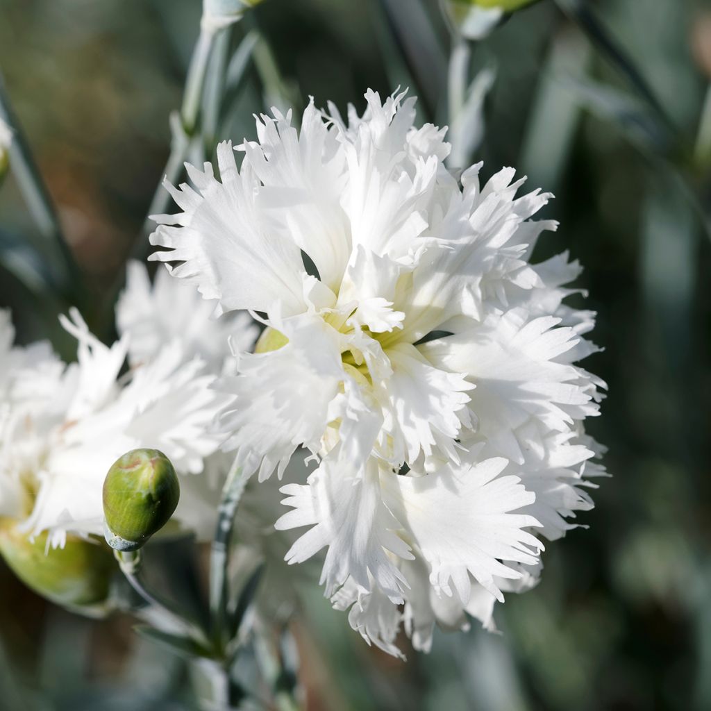 Feder-Nelke Mrs Sinkins - Dianthus plumarius