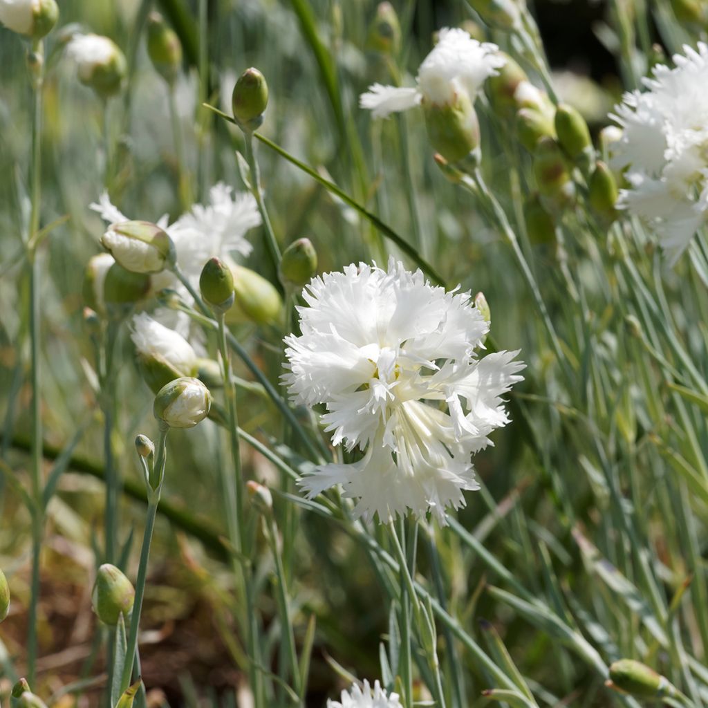 Feder-Nelke Mrs Sinkins - Dianthus plumarius