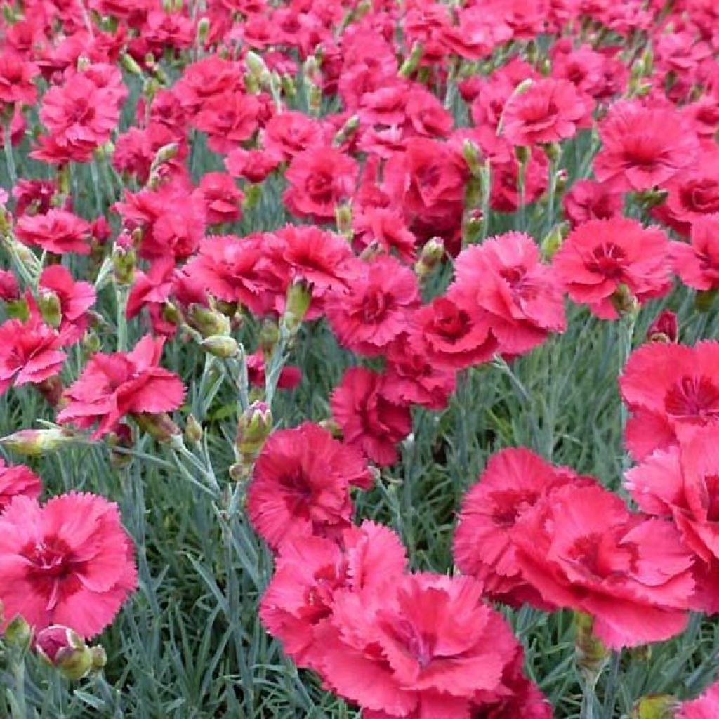 Feder-Nelke Munot - Dianthus plumarius