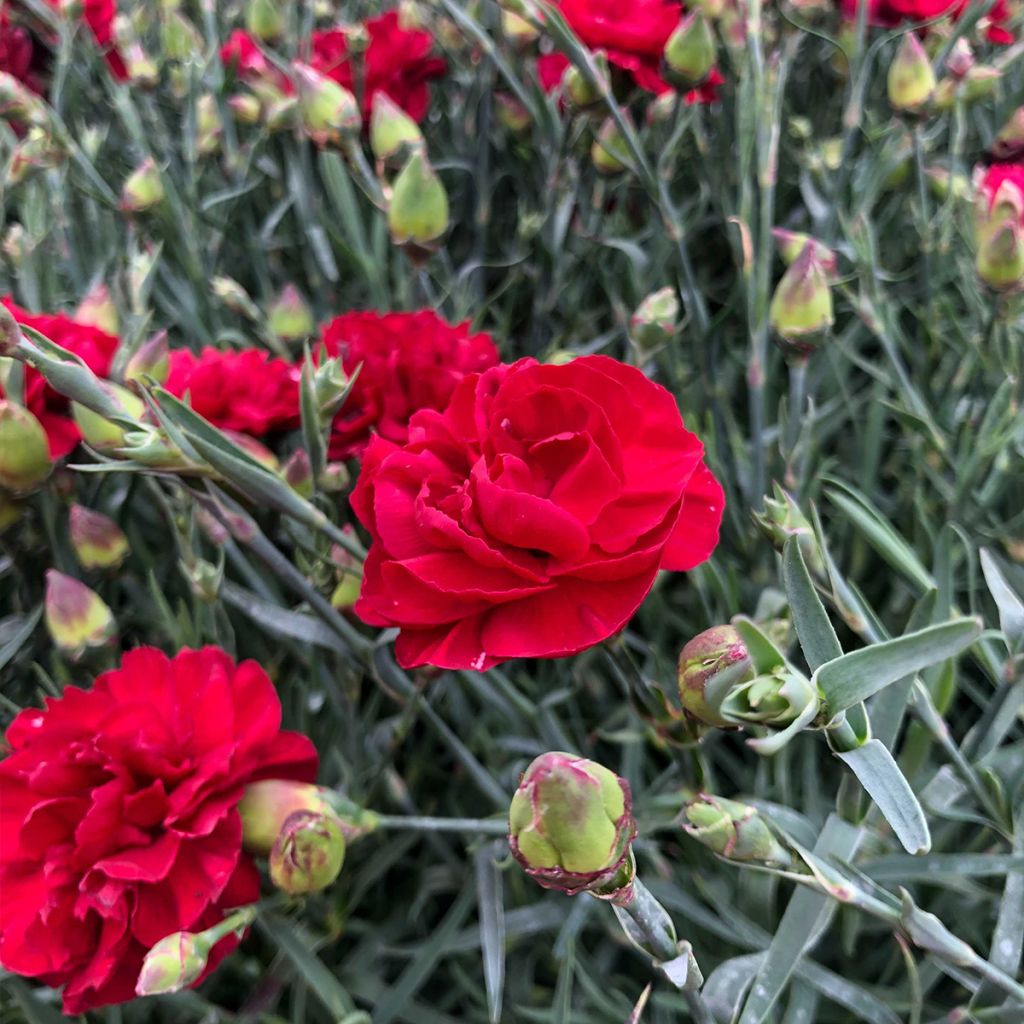 Feder-Nelke Passion Hot Red - Dianthus plumarius