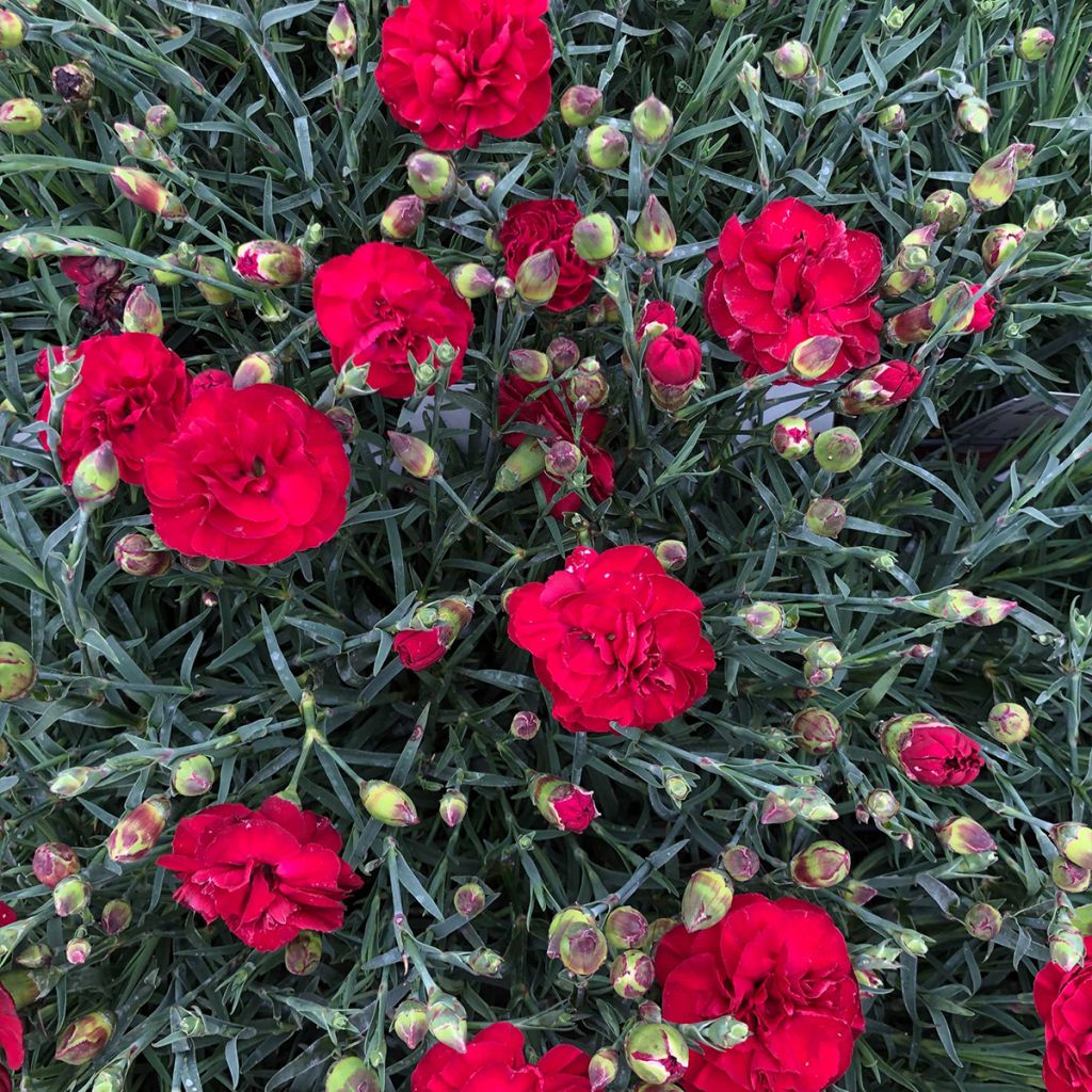 Dianthus plumarius Passion Hot Red - Œillet mignardise