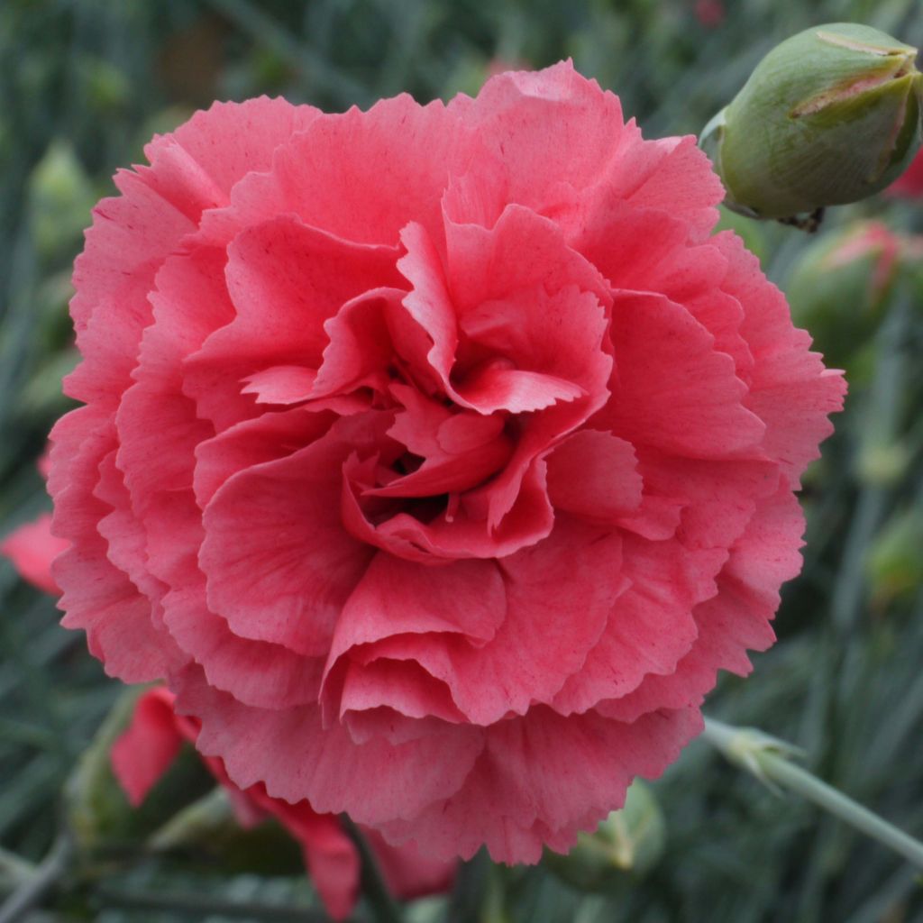 Feder-Nelke Pretty Flamingo - Dianthus plumarius