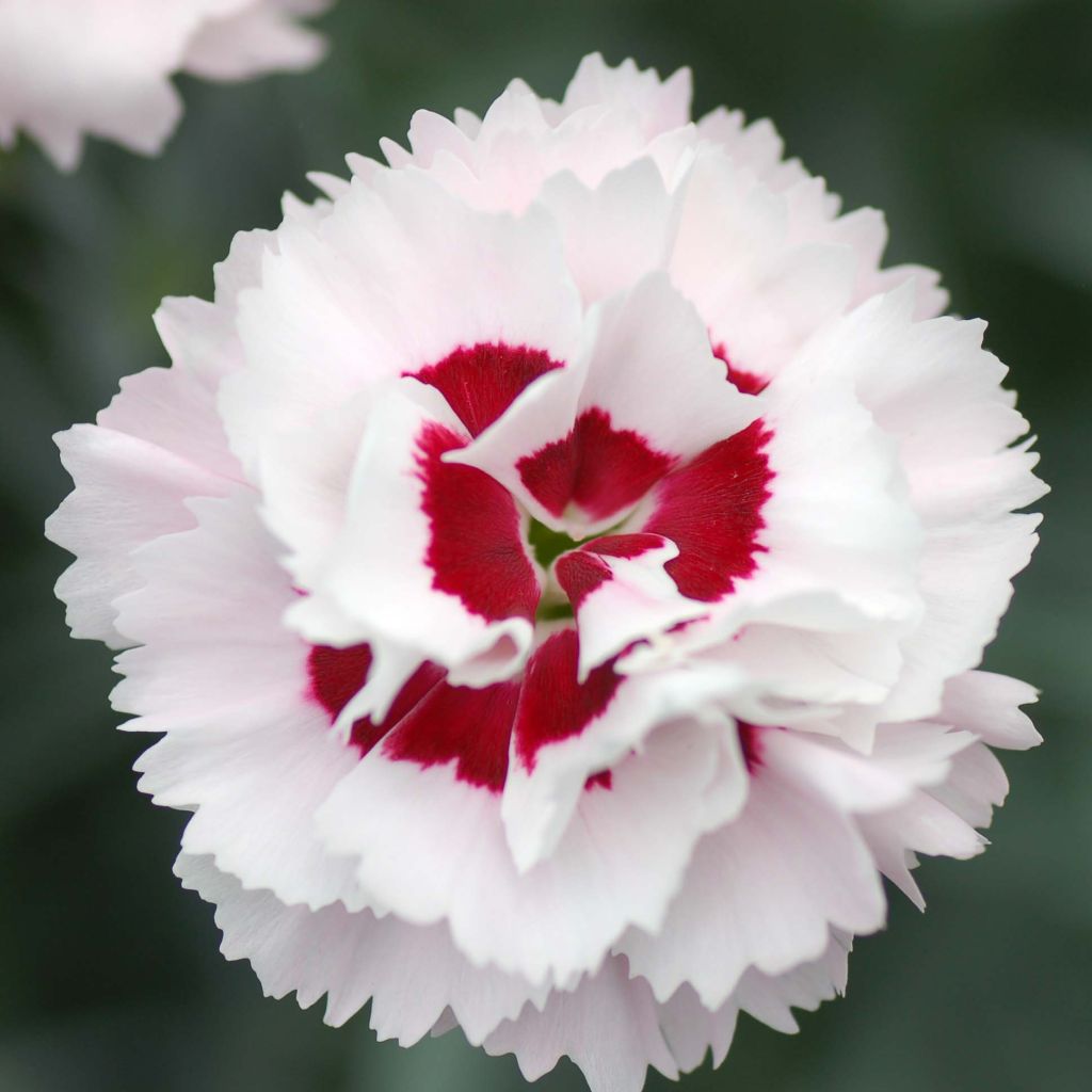 Feder-Nelke Scent First Coconut Sundae - Dianthus plumarius