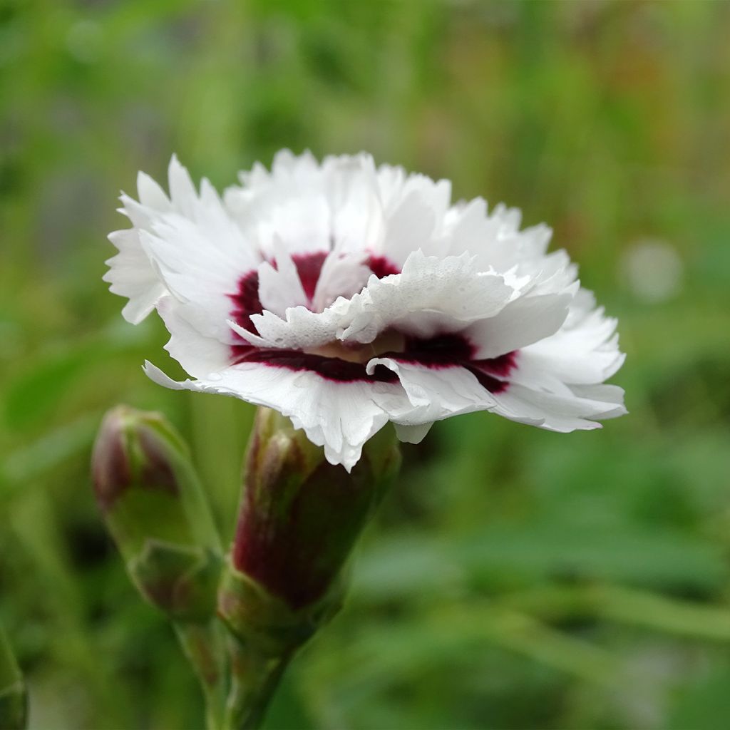 Dianthus plumarius Scent First Coconut Sundae - Oeillet mignardise