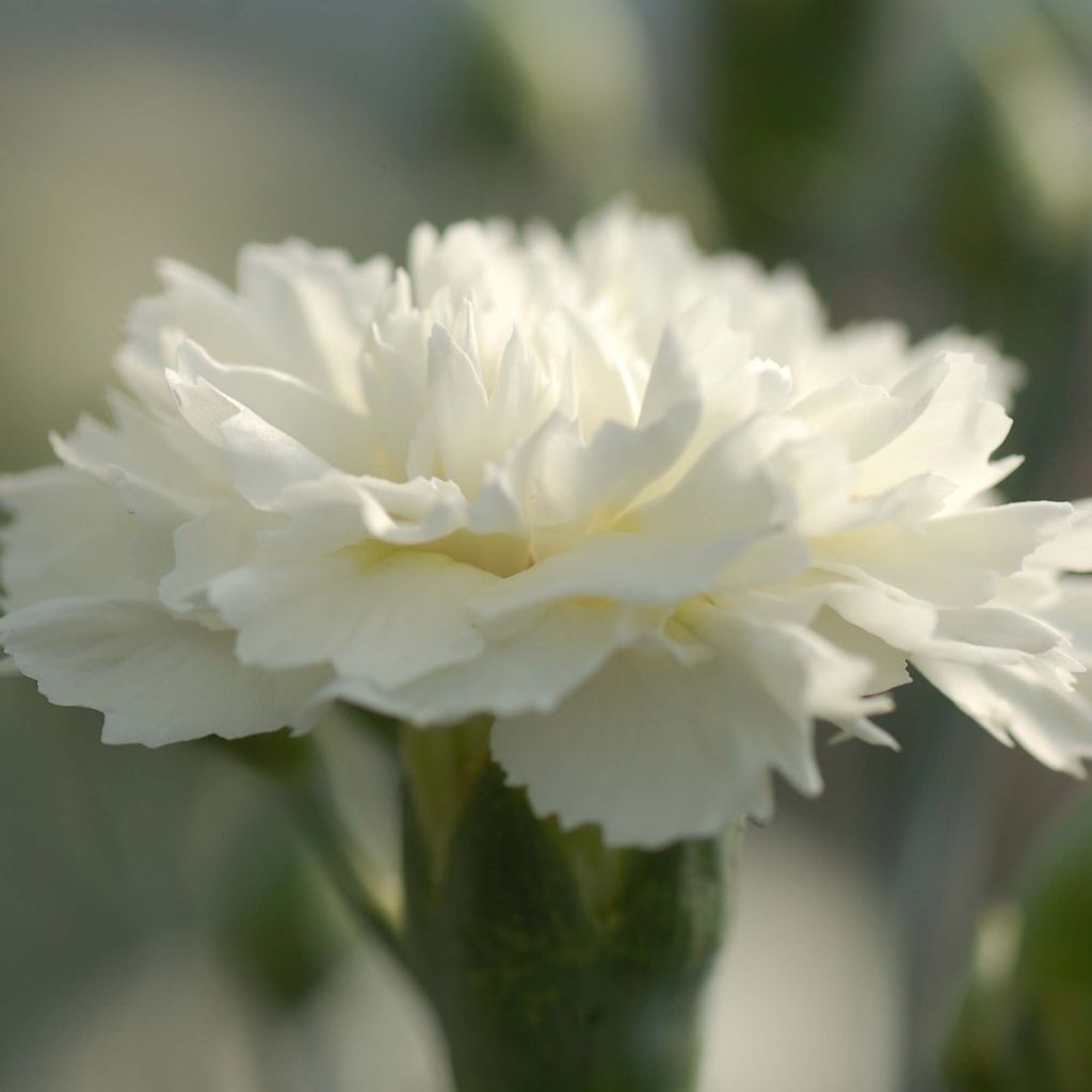 Feder-Nelke Scent First Memories - Dianthus plumarius