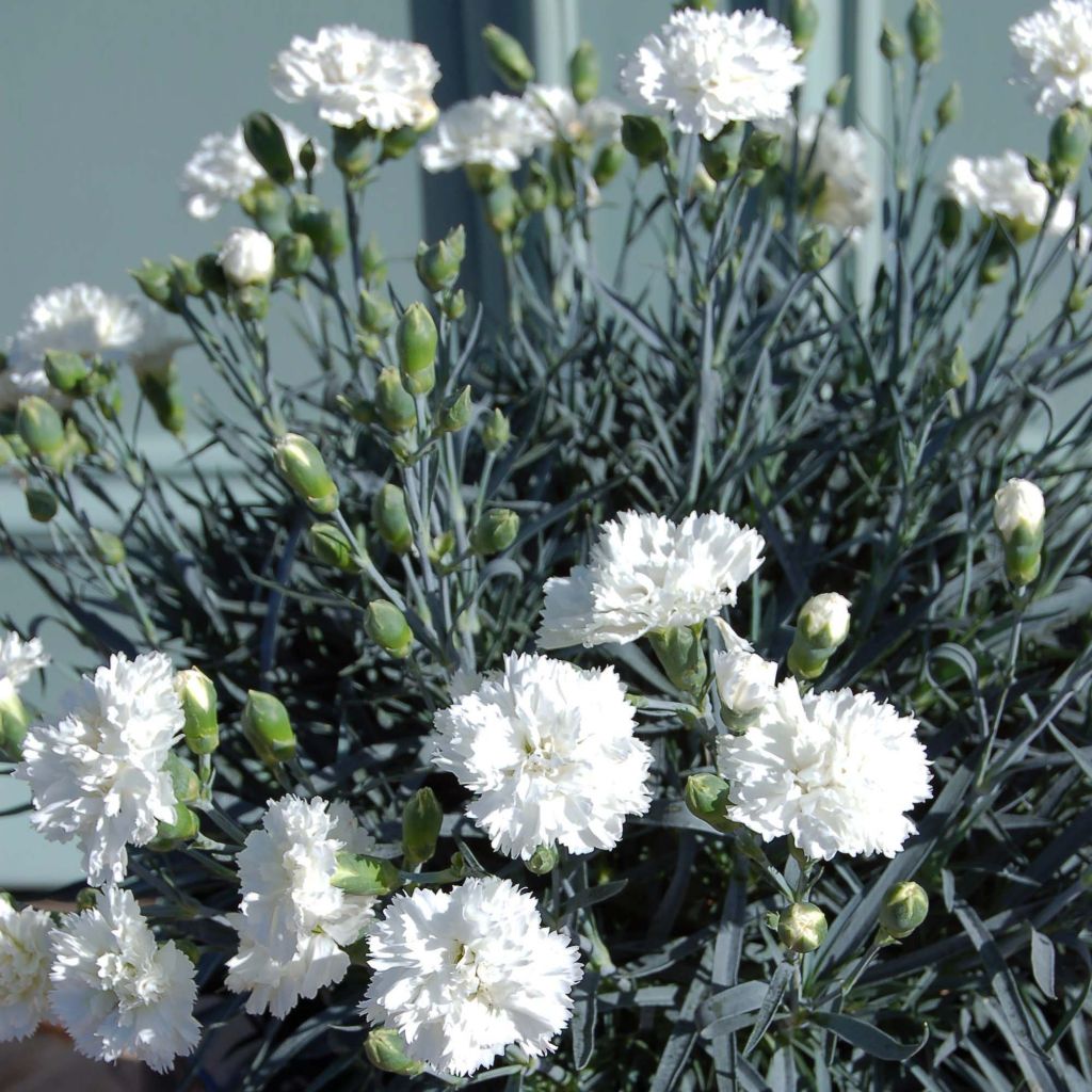 Dianthus plumarius Scent First Memories - Œillet mignardise 