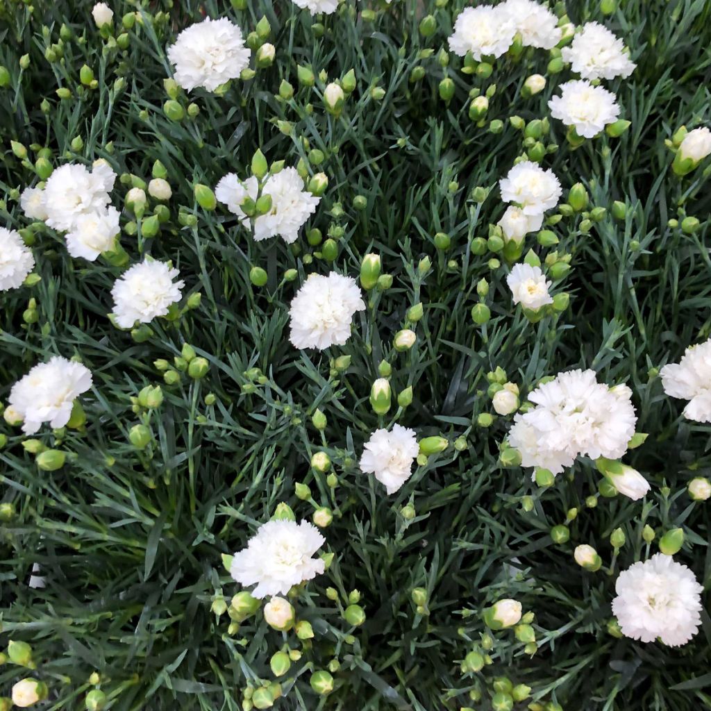 Dianthus plumarius Scent First Memories - Œillet mignardise