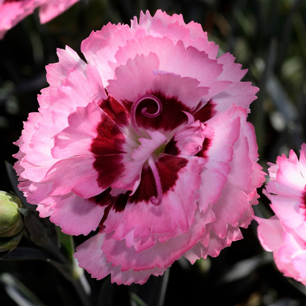 Feder-Nelke Scent First Raspberry Sundae - Dianthus plumarius