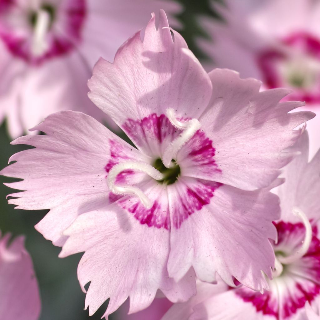 Spitzblättrige Nelke - Dianthus spiculifolius