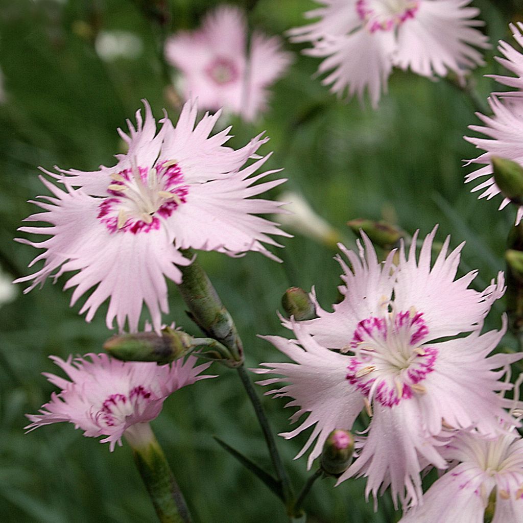 Spitzblättrige Nelke - Dianthus spiculifolius