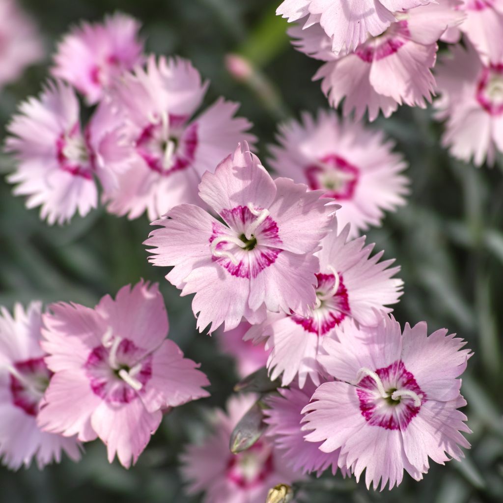 Spitzblättrige Nelke - Dianthus spiculifolius