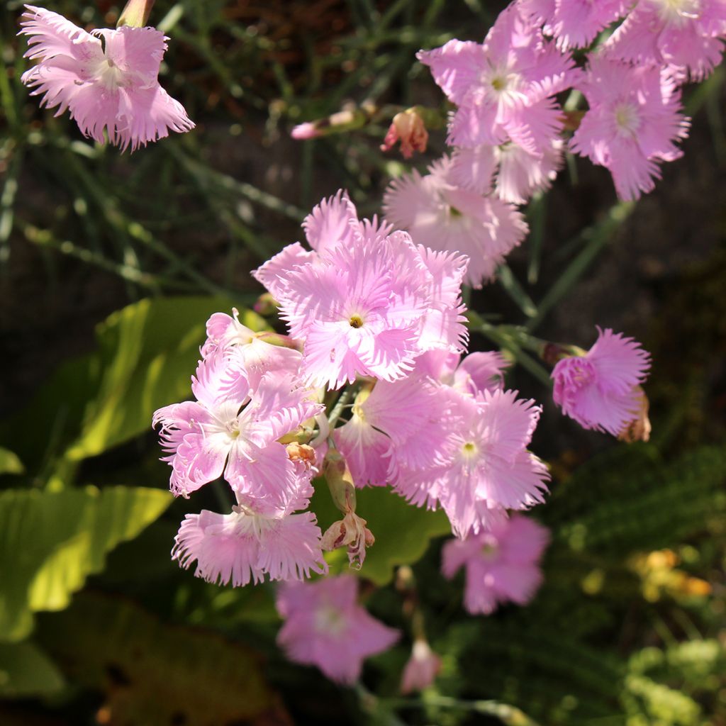 Spitzblättrige Nelke - Dianthus spiculifolius