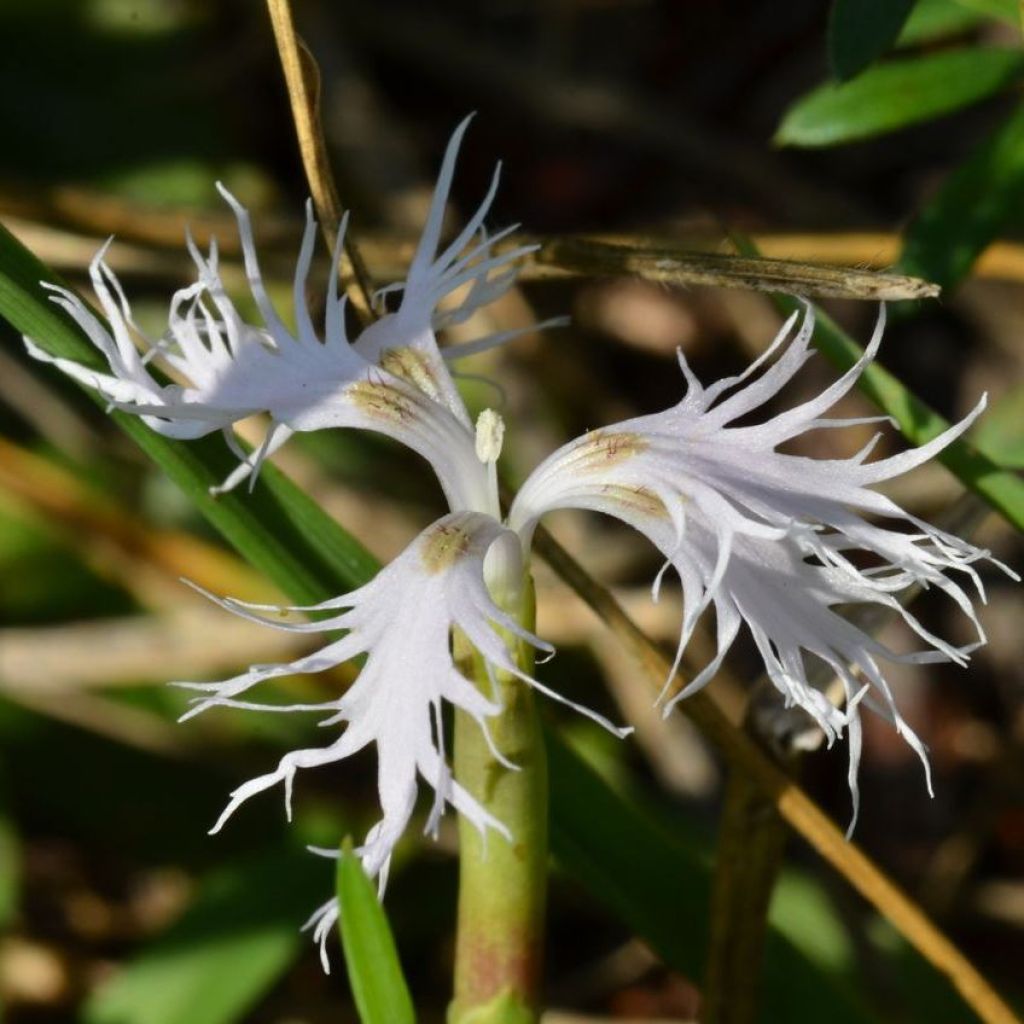 Pracht-Nelke - Dianthus superbus