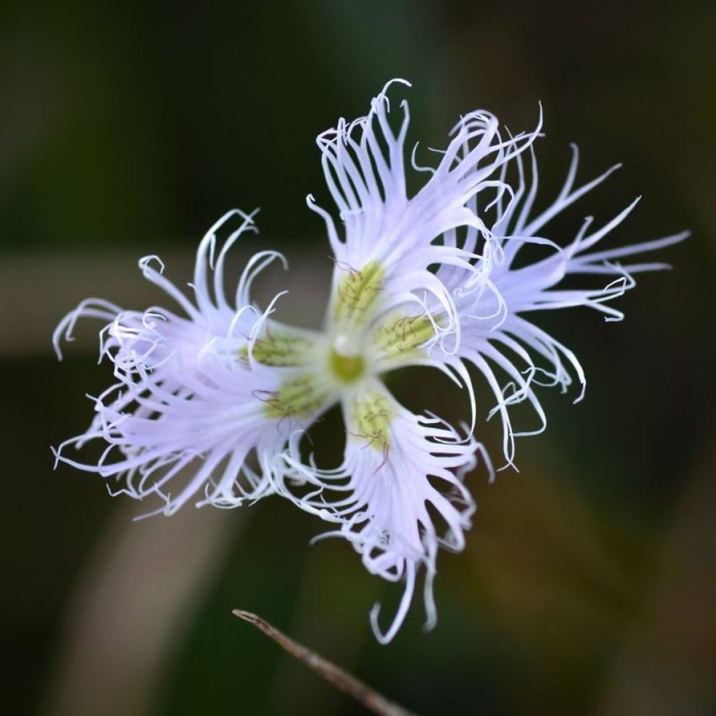 Pracht-Nelke - Dianthus superbus