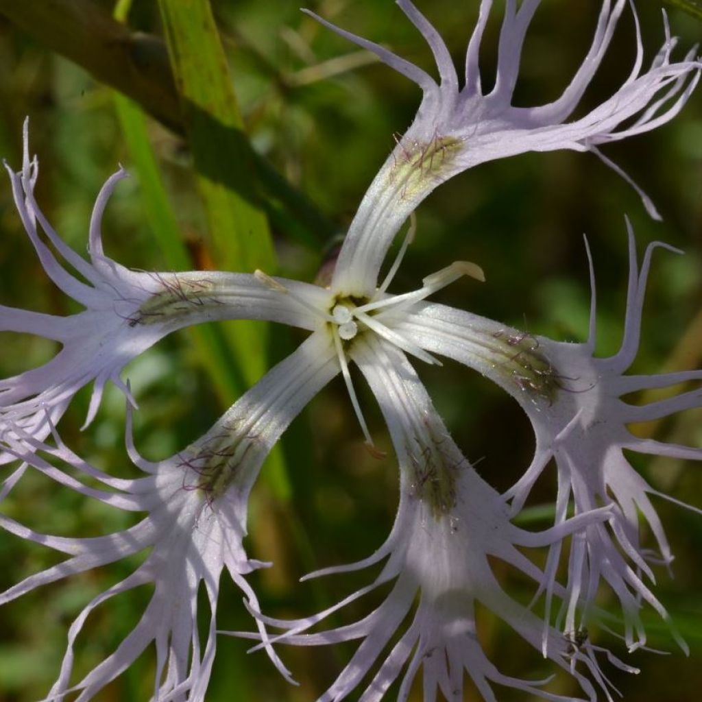 Pracht-Nelke - Dianthus superbus