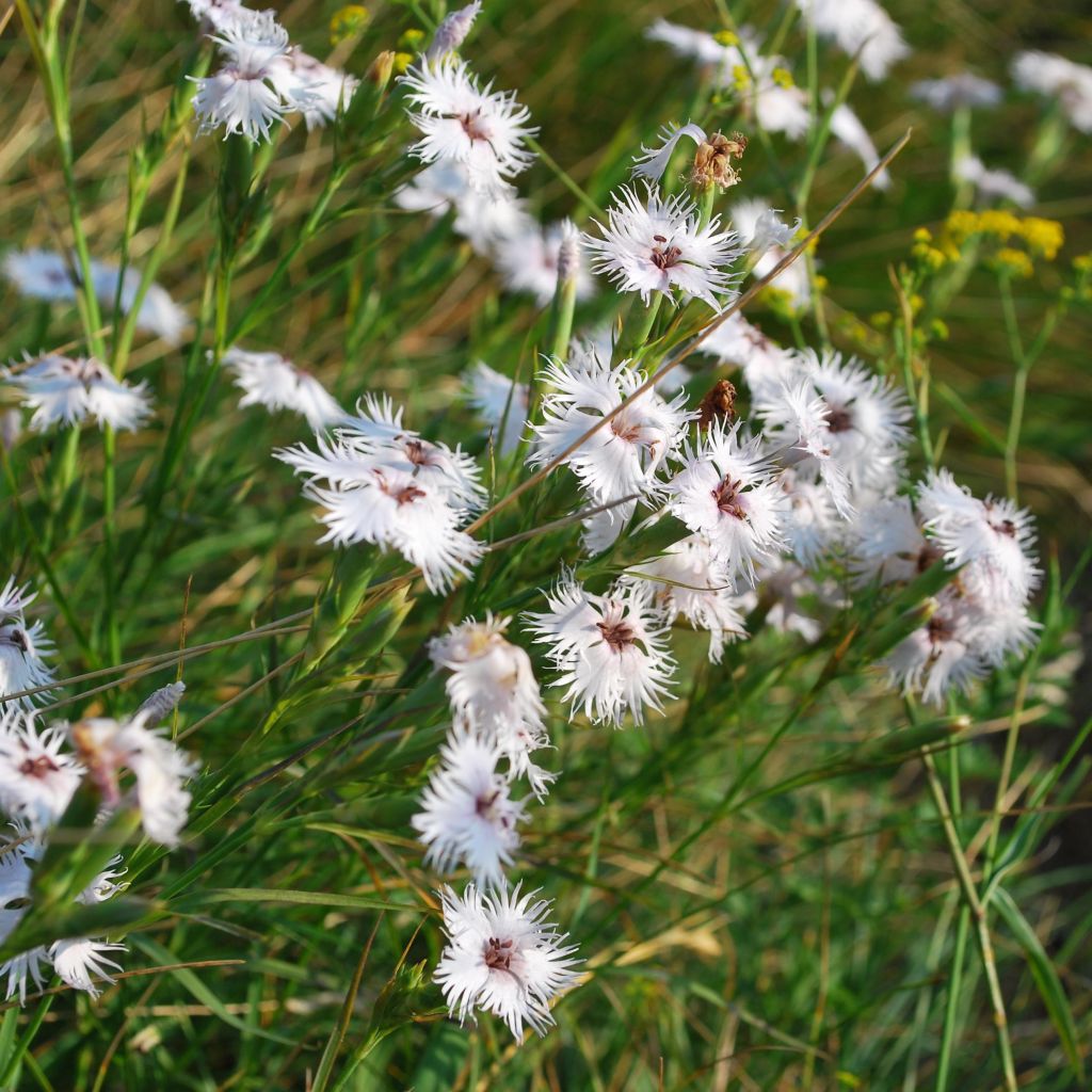 Pracht-Nelke - Dianthus superbus