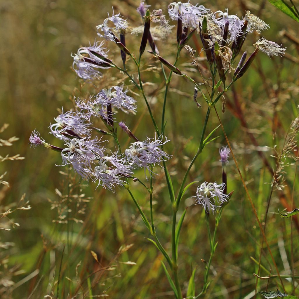 Pracht-Nelke - Dianthus superbus