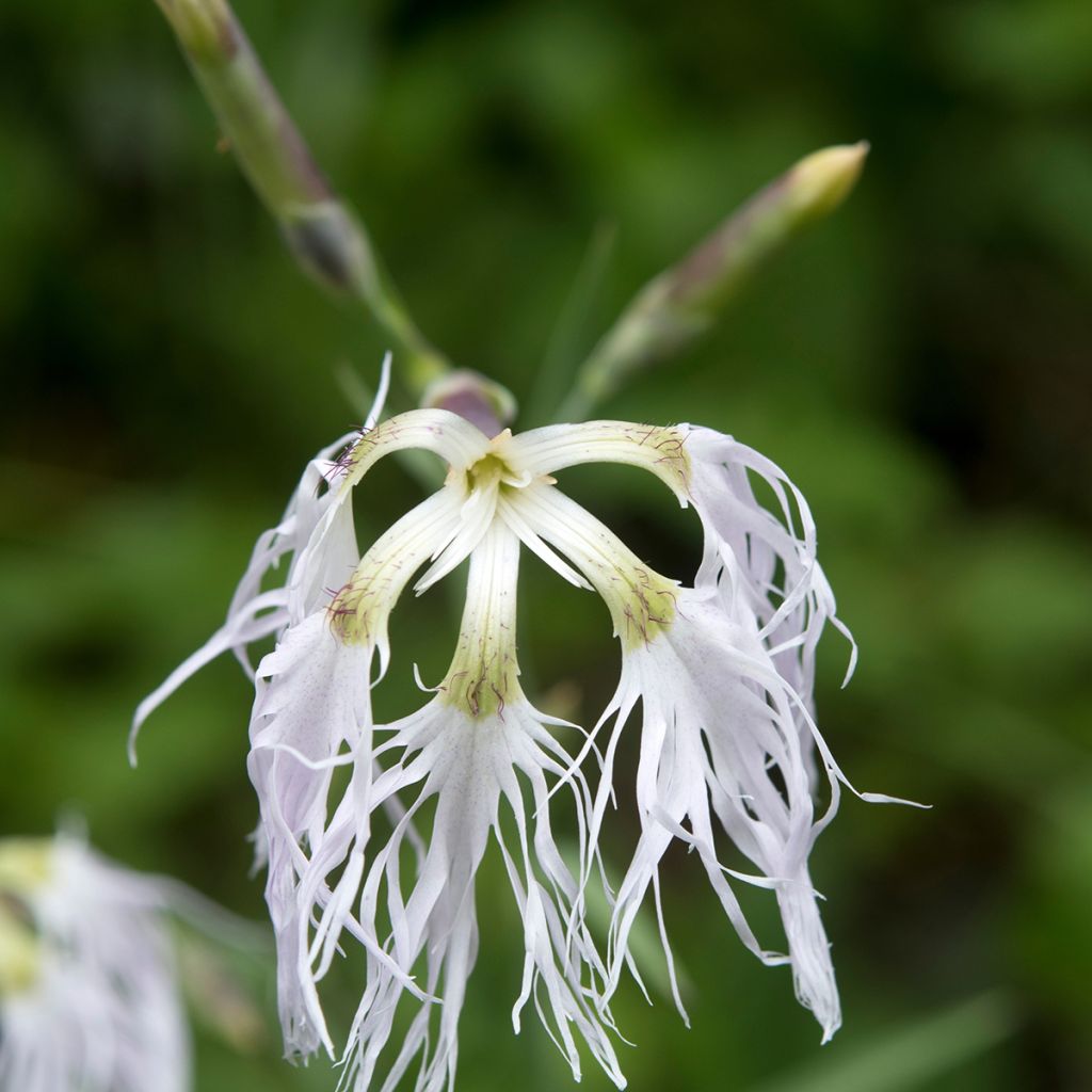 Pracht-Nelke - Dianthus superbus