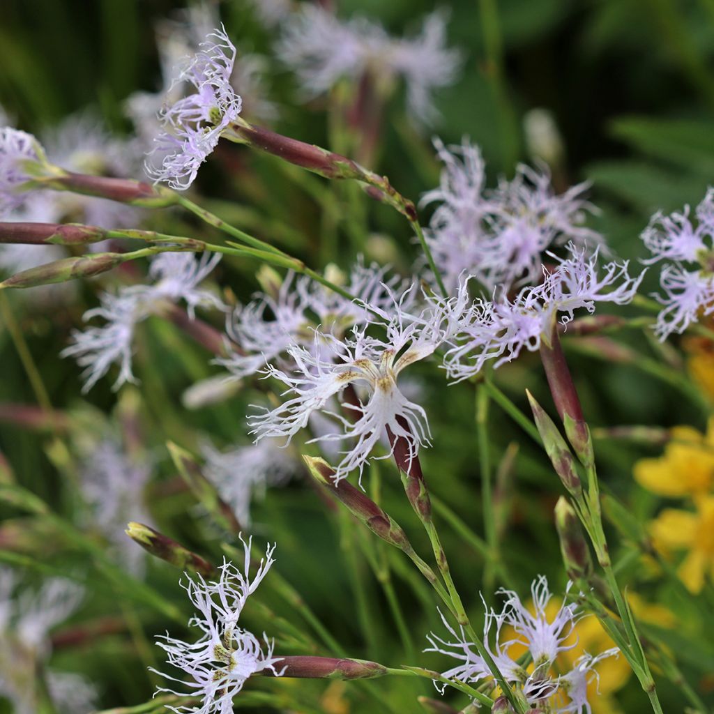 Pracht-Nelke - Dianthus superbus