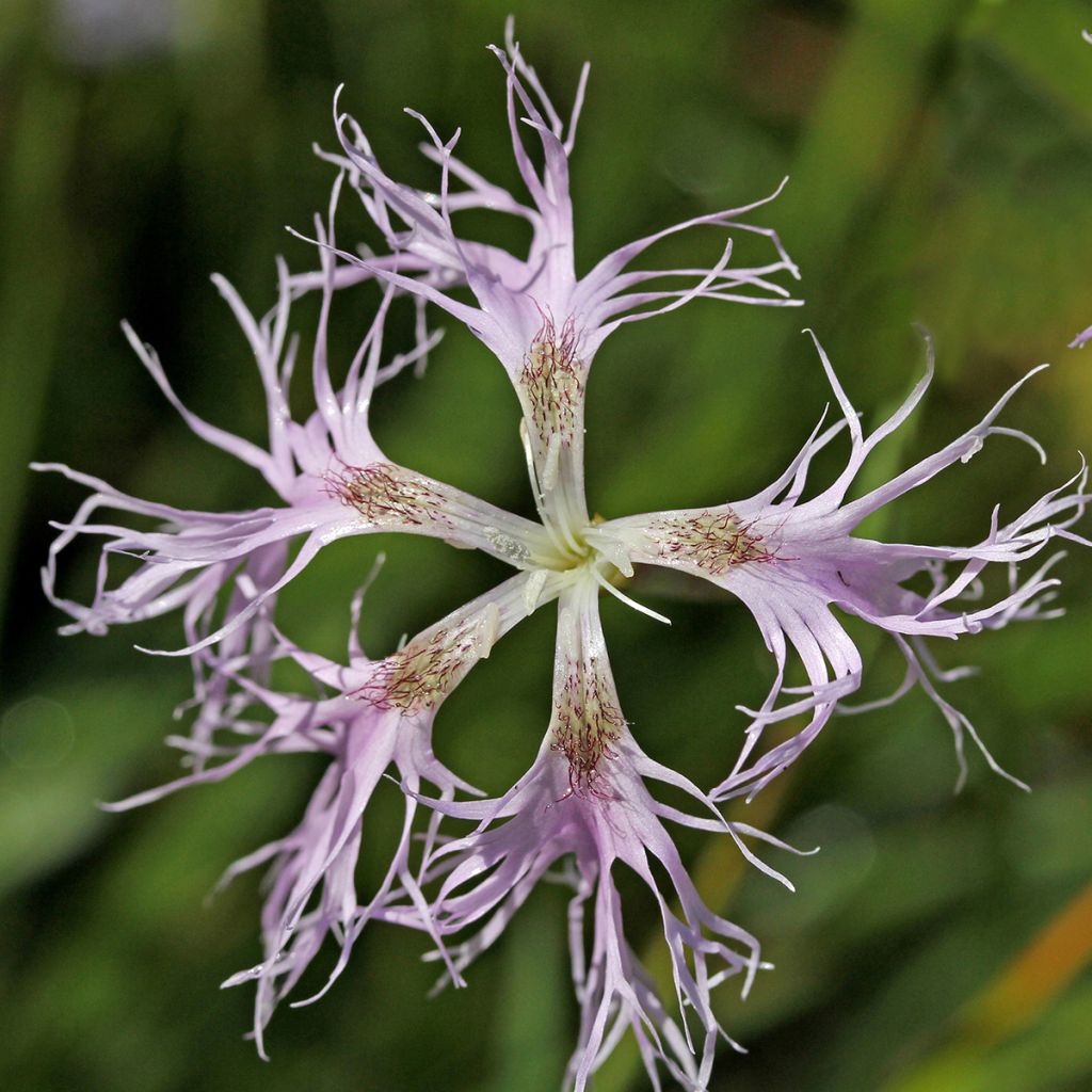 Pracht-Nelke - Dianthus superbus