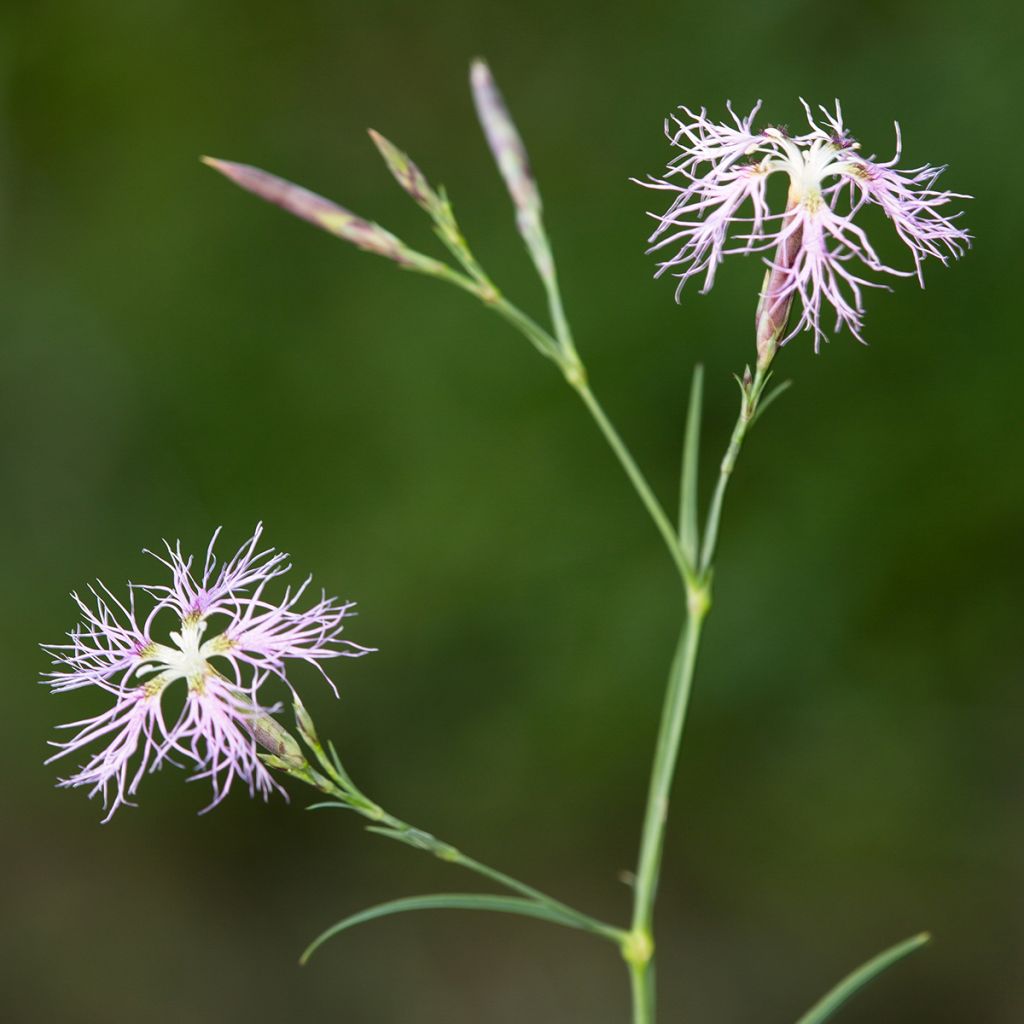 Pracht-Nelke - Dianthus superbus