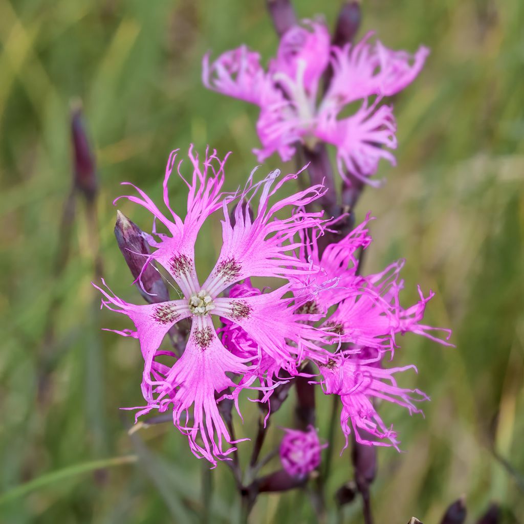 Pracht-Nelke Primadonna - Dianthus superbus