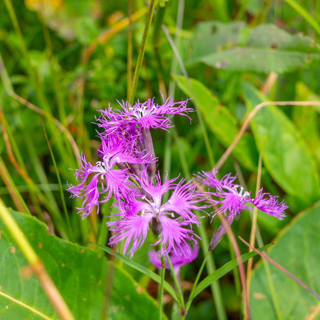 Pracht-Nelke Primadonna - Dianthus superbus