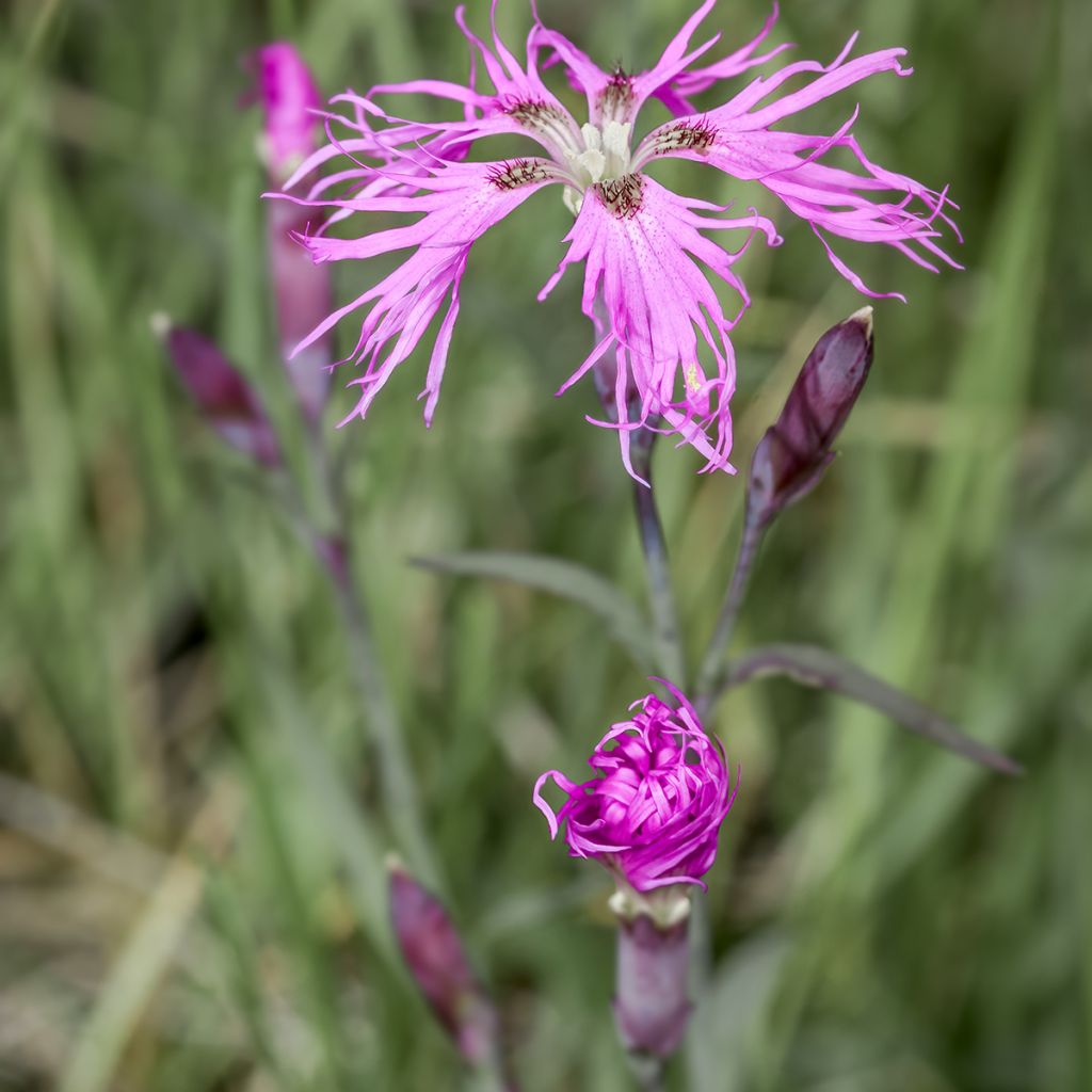 Pracht-Nelke Primadonna - Dianthus superbus