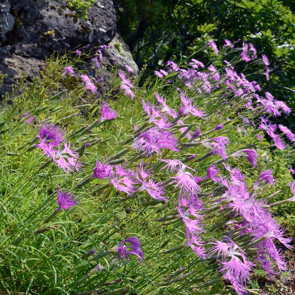 Pracht-Nelke Primadonna - Dianthus superbus