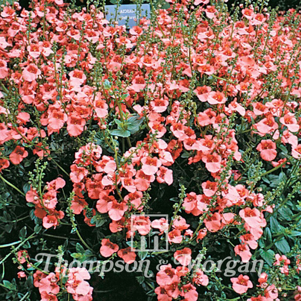 Diascia Apricot Queen (Samen) - Lachsblume