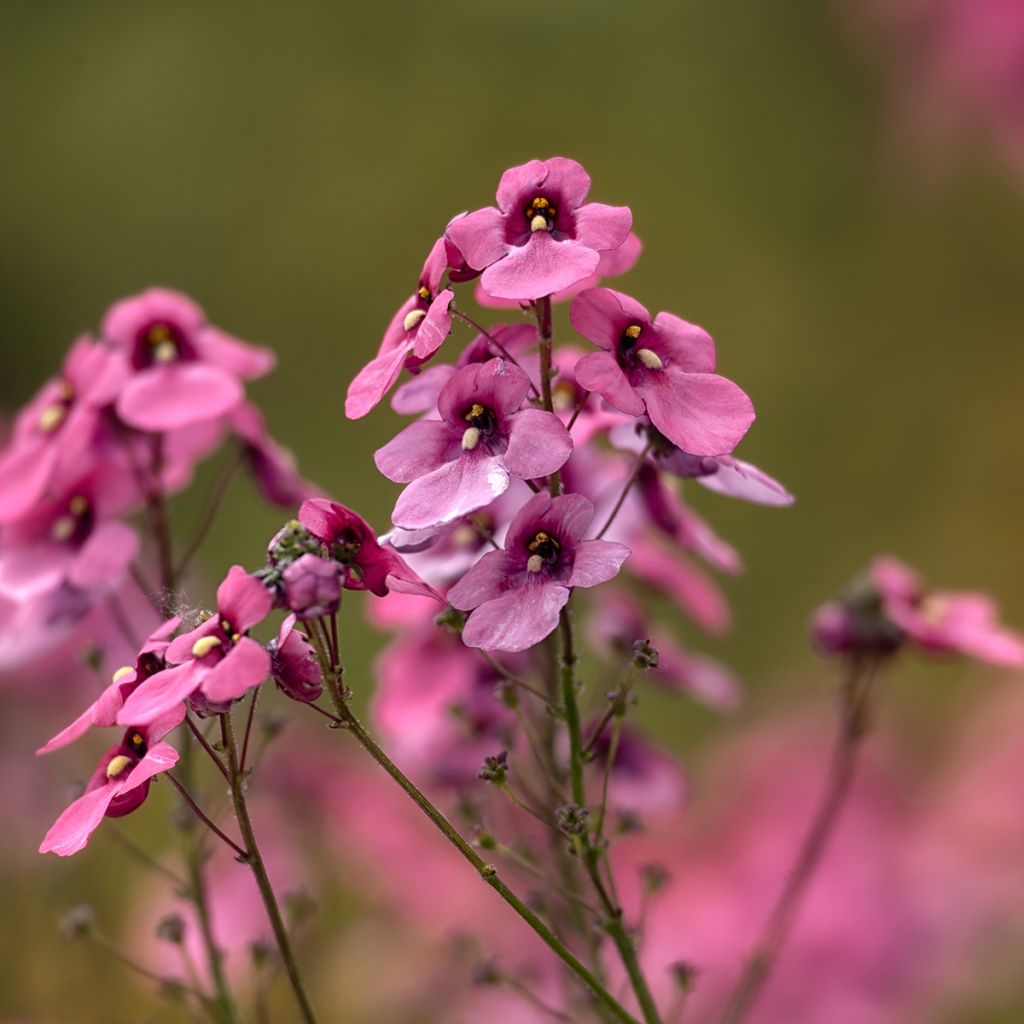 Diascia Breeze Plus Pink - Lachsblume