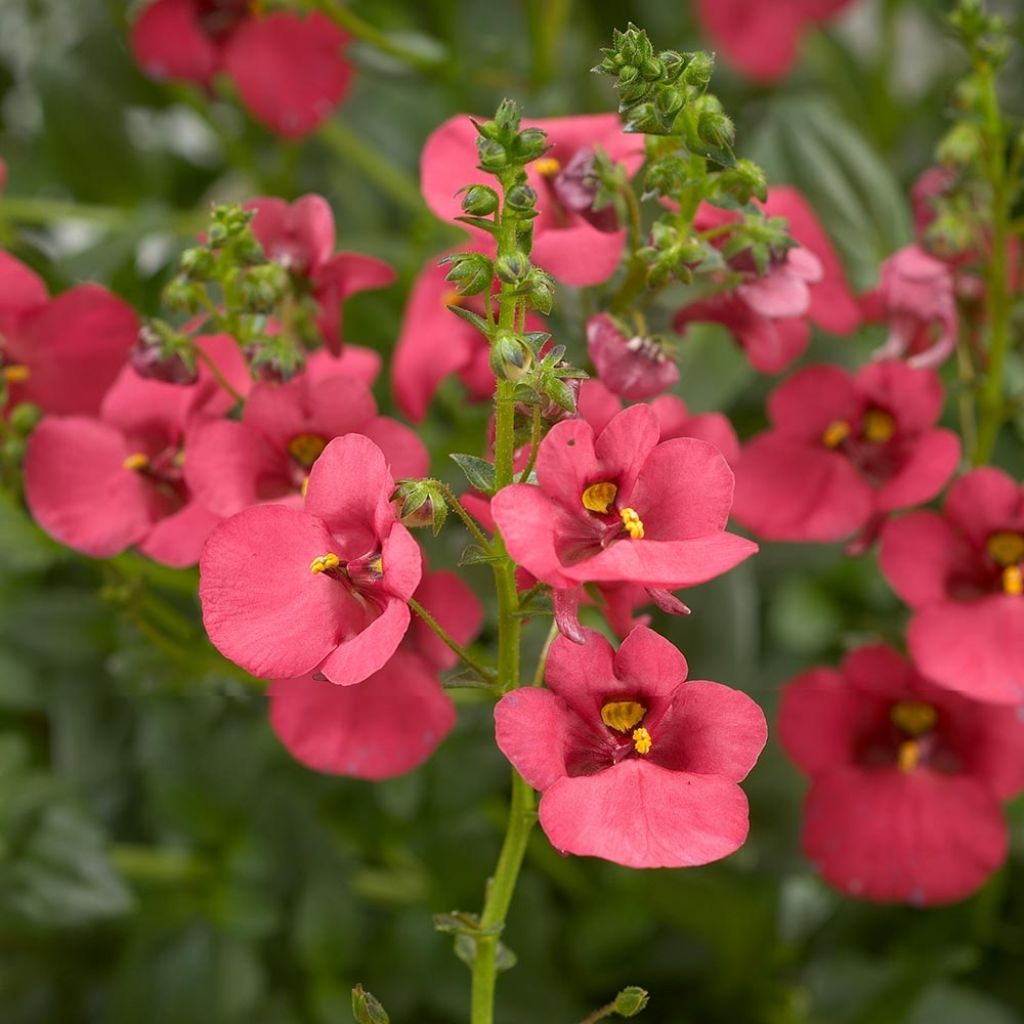 Diascia Genta Ruby - Lachsblume