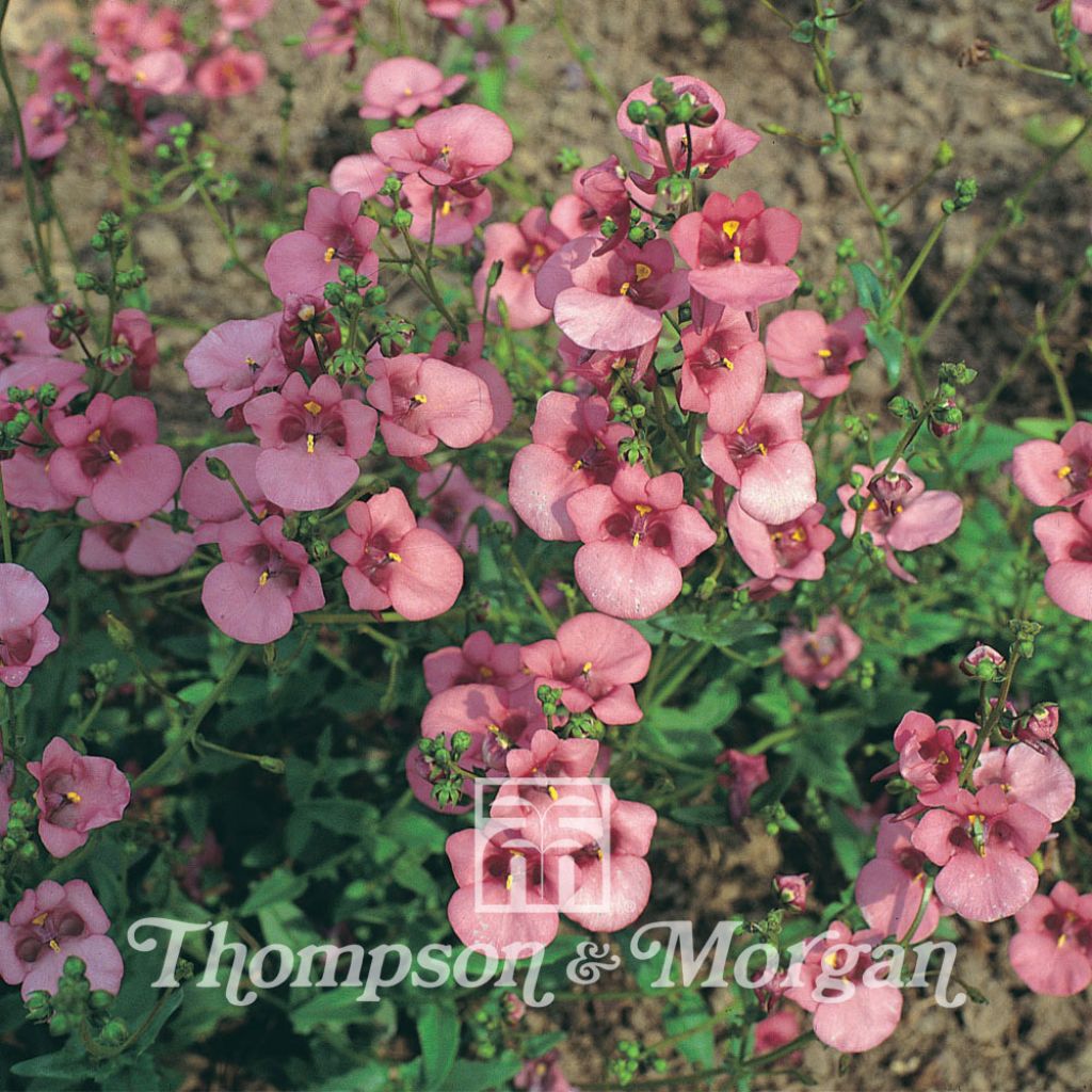 Diascia Rose Queen (Samen) - Lachsblume