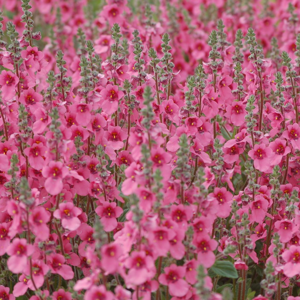 Diascia fetcaniensis - Lachsblume