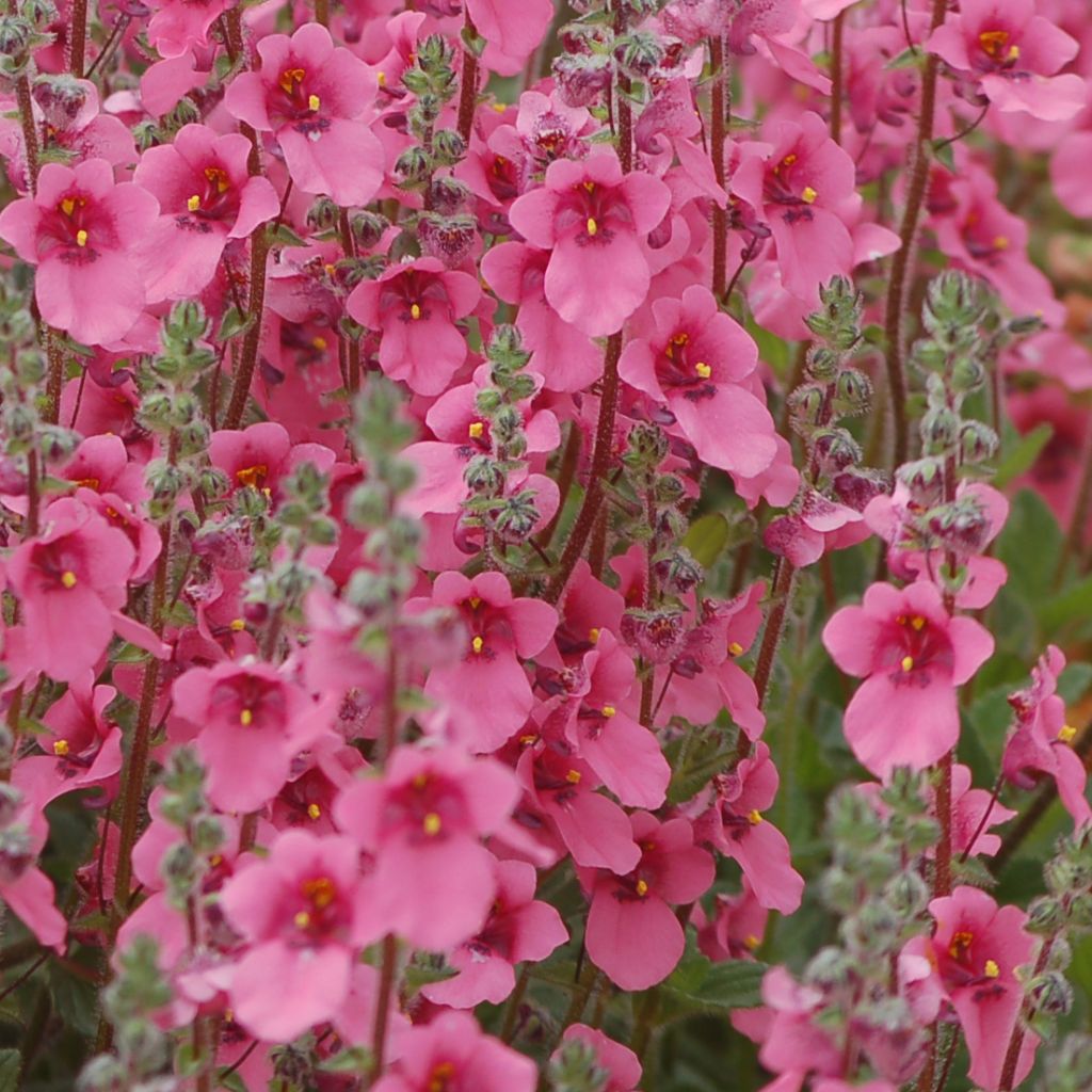 Diascia fetcaniensis