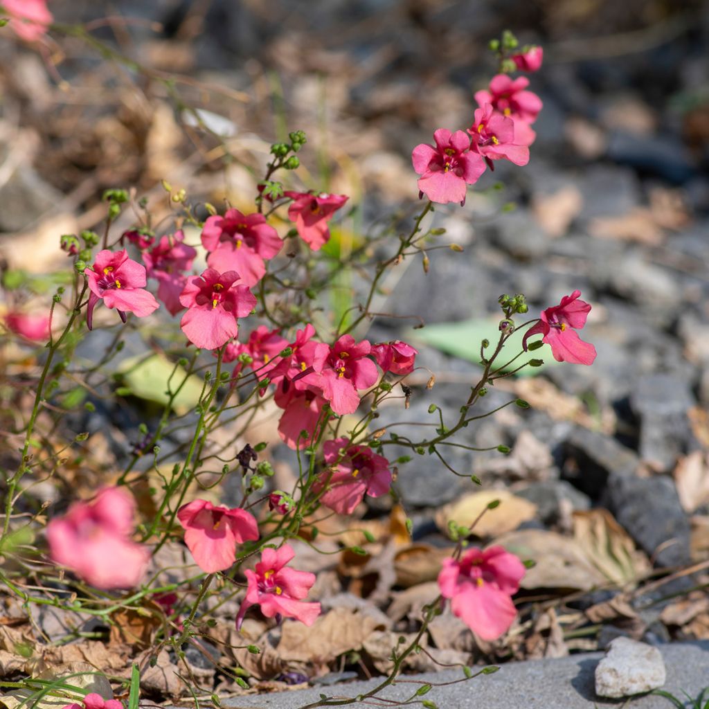 Diascia fetcaniensis - Lachsblume