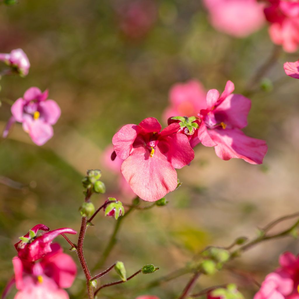 Diascia fetcaniensis - Lachsblume