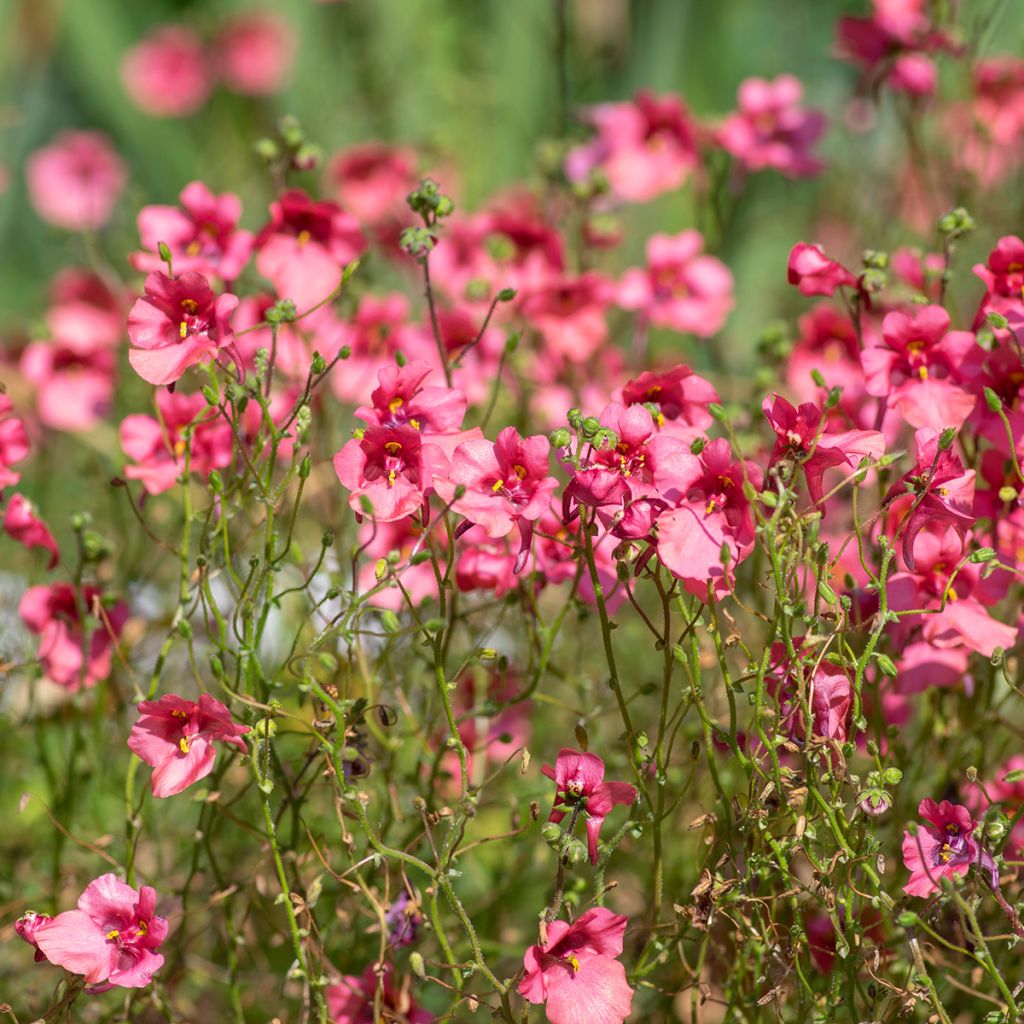 Diascia fetcaniensis - Lachsblume