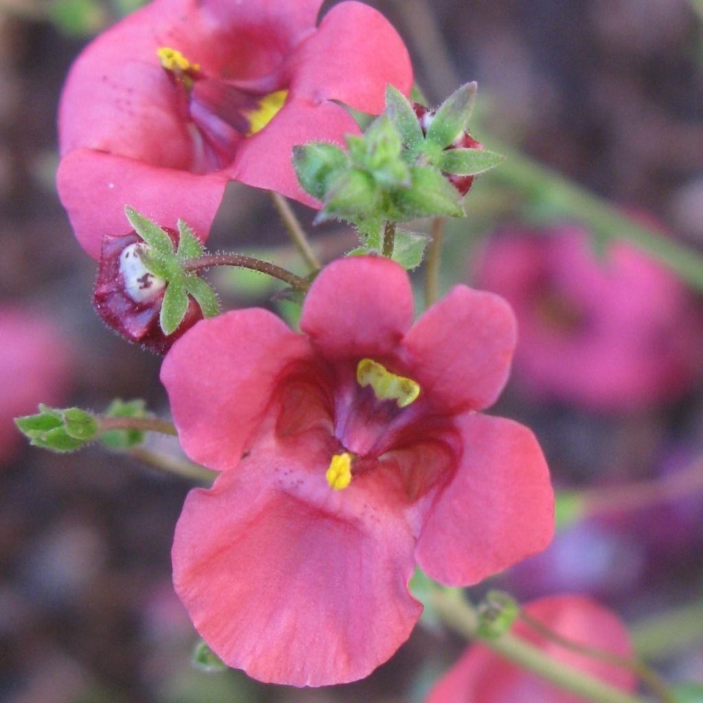 Diascia integerrima - Lachsblume