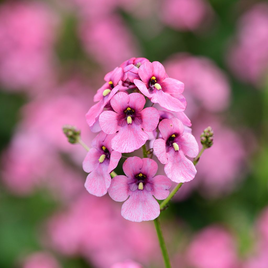 Diascia personata - Lachsblume