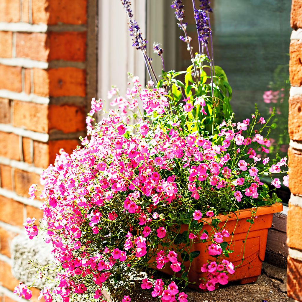 Diascia personata - Lachsblume