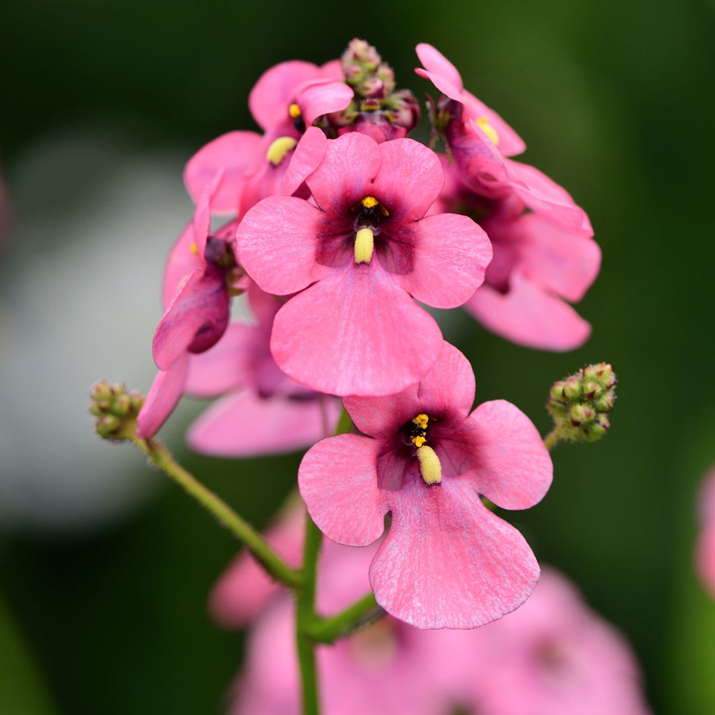 Diascia personata - Lachsblume