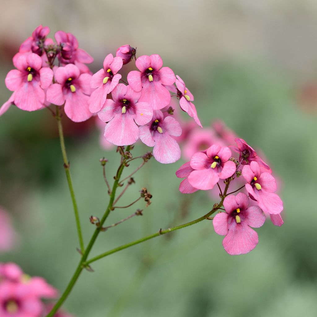 Diascia personata - Lachsblume