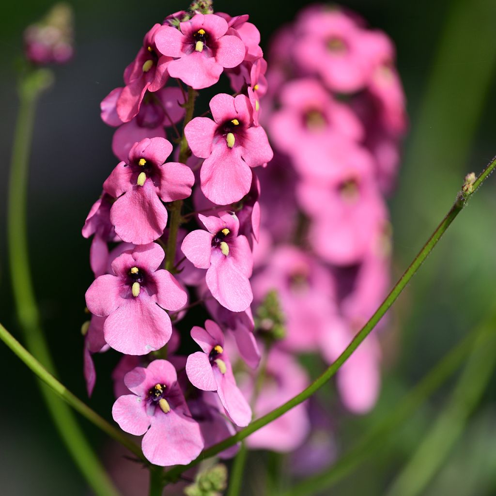 Diascia personata - Lachsblume