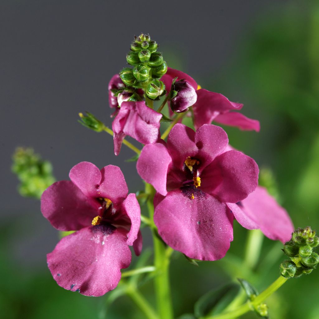 Diascia personata - Lachsblume