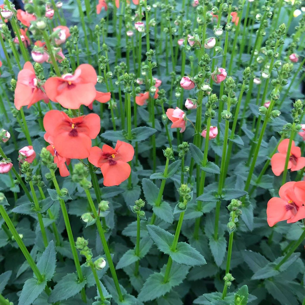 Diascia Trinity Sunset - Lachsblume