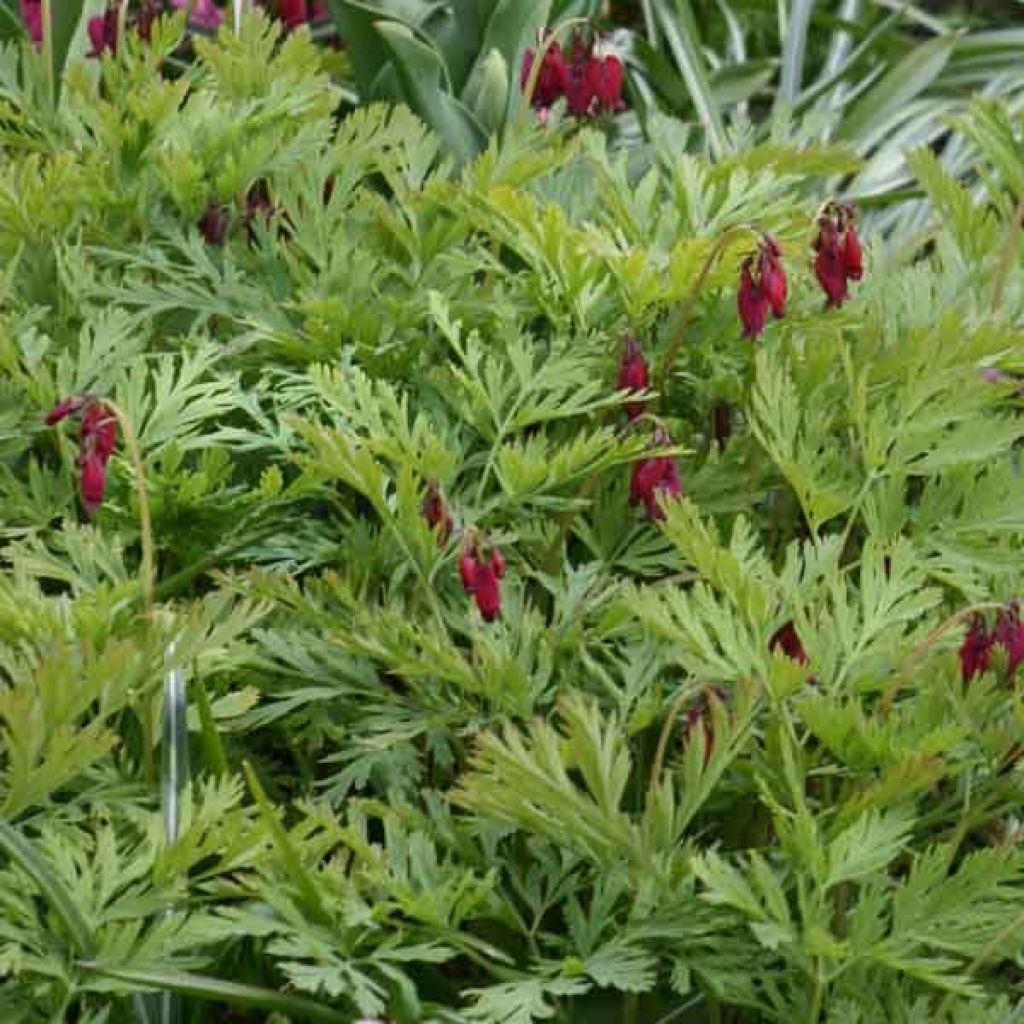 Coeur de Marie, Dicentra formosa Bacchanal